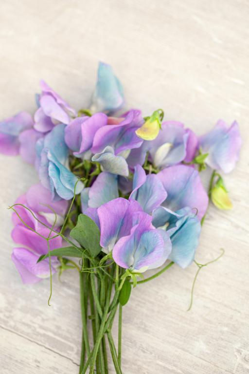 Erteblomst 2-pk 'Turquise lagoon'