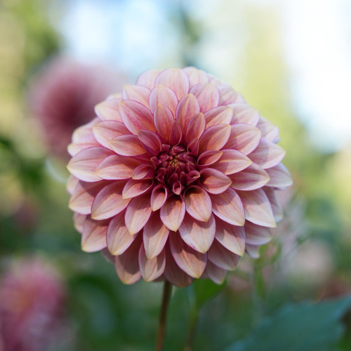 Stikling 'RM® Raspberry Twinkle'