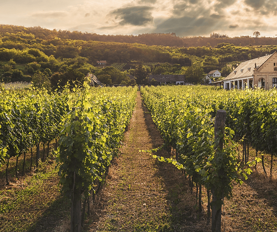 A sunlit vineyard path leading toward a rustic estate—symbolizing structure, clarity, and a peaceful space for women over 40 returning to wellness without overwhelm.