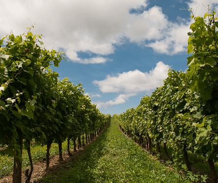 VINEYARD PATH-2.png