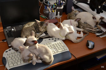 miot G, F Dolcegattina