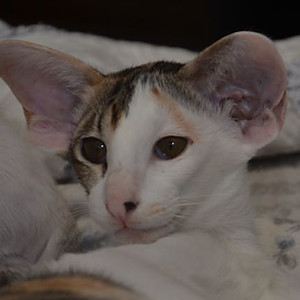 Cesaria Dolcegattina
