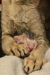 Mauro Moni Dolcegattina