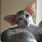 2022.04.02 Kalina Dolcegattina