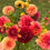 Thumbnail: Dahlia Tubers (5ct)
