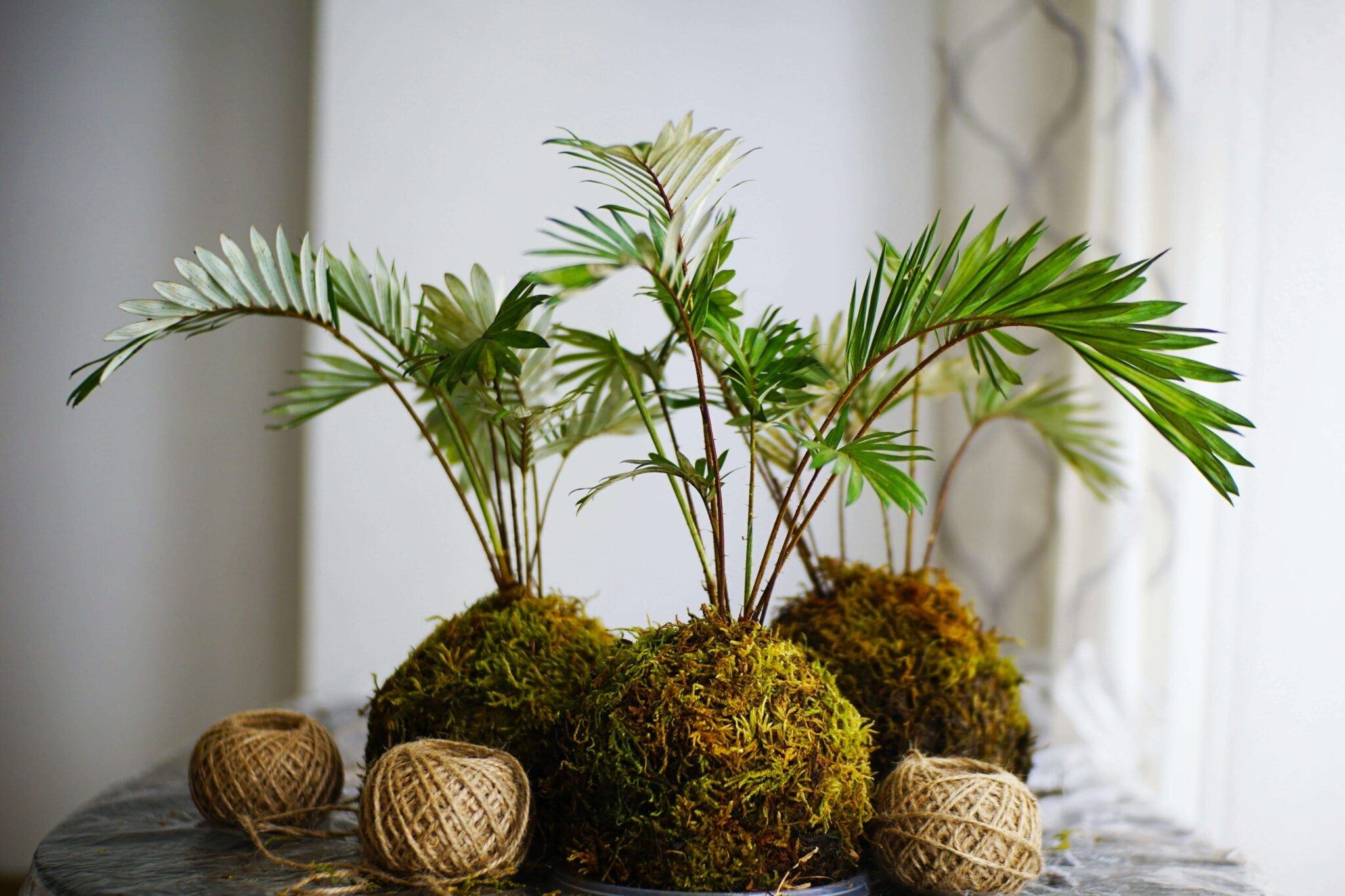 Kokedama House Plant