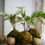 Thumbnail: Kokedama House Plant