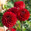 Thumbnail: Red Color Palette Mix (10 Stem)