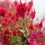 Thumbnail: Red Color Palette Mix (10 Stem)