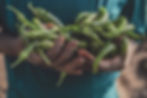 farmer's hands holding peppers