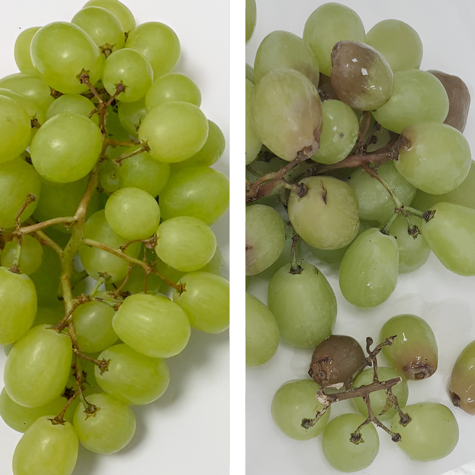 Grenn grapes with LiVA treatment on left and without LiVA on right