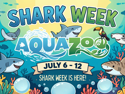 Dive Into Hill City AquaZoo Shark Week: July 6–12