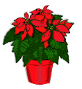 poinsettia.gif