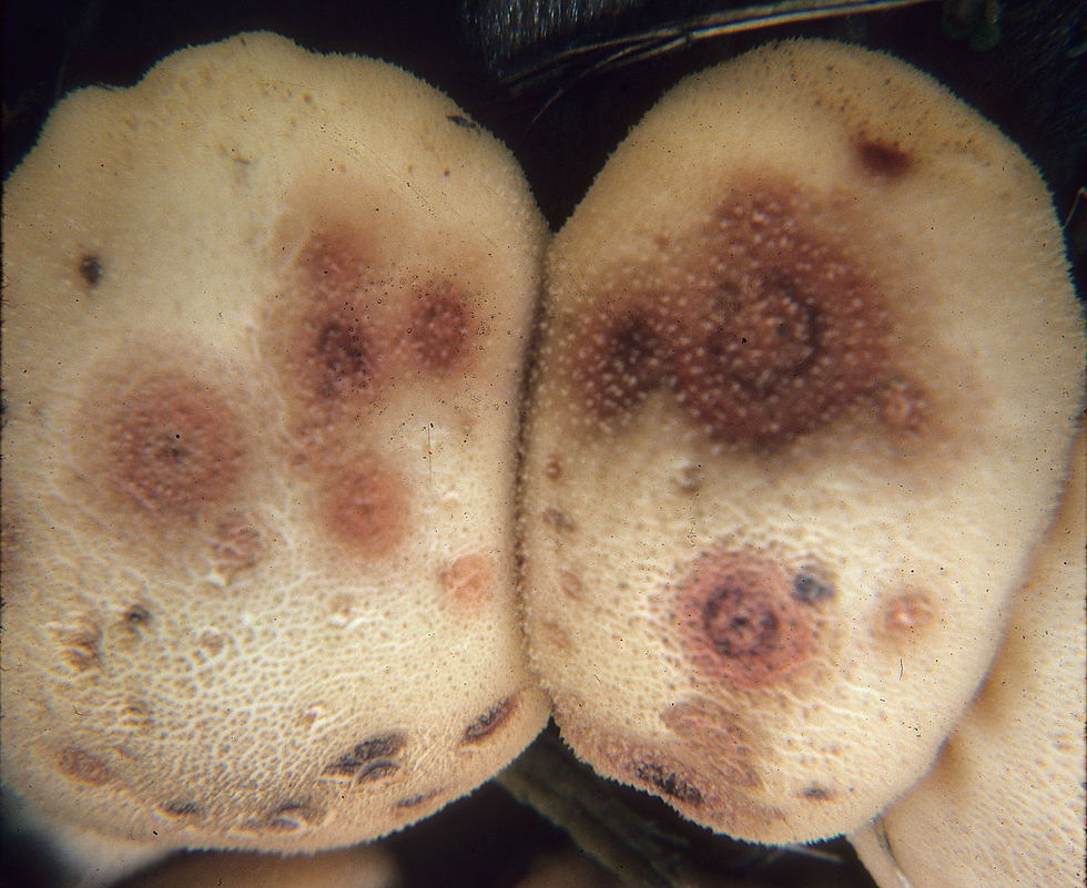 Epicoccum (Epicoccum nigrum)