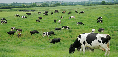 Orange County Quality Food: Beef