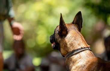 AWFCanine-133.jpg
