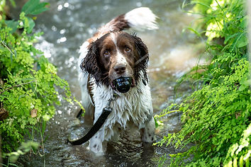 AWFCanine-130.jpg