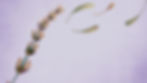 Lavender plant and peddles falling around in a light purple background.jpg