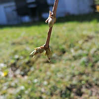 Syringa vulgaris 1.jpg
