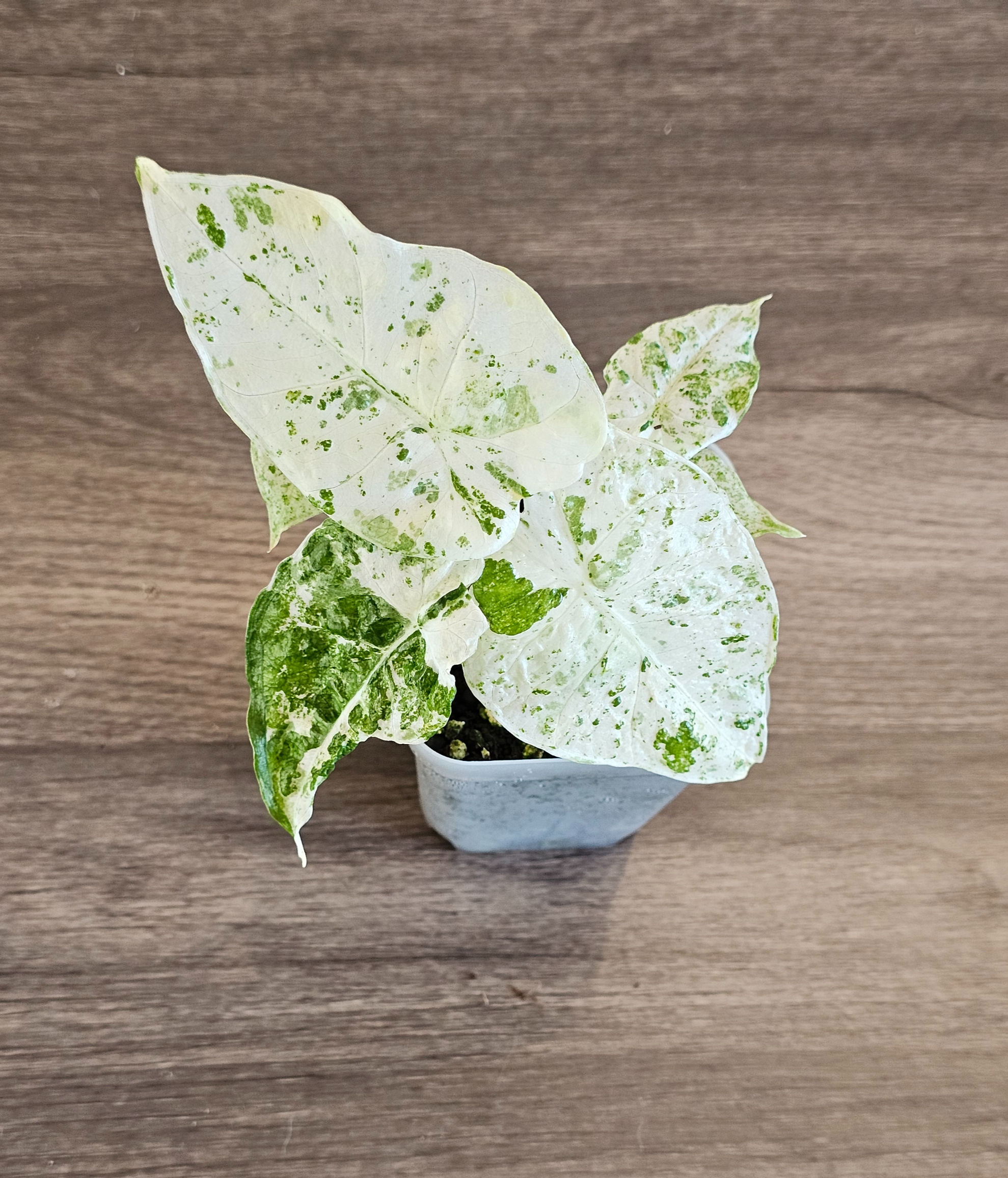 Alocasia Odora Batik