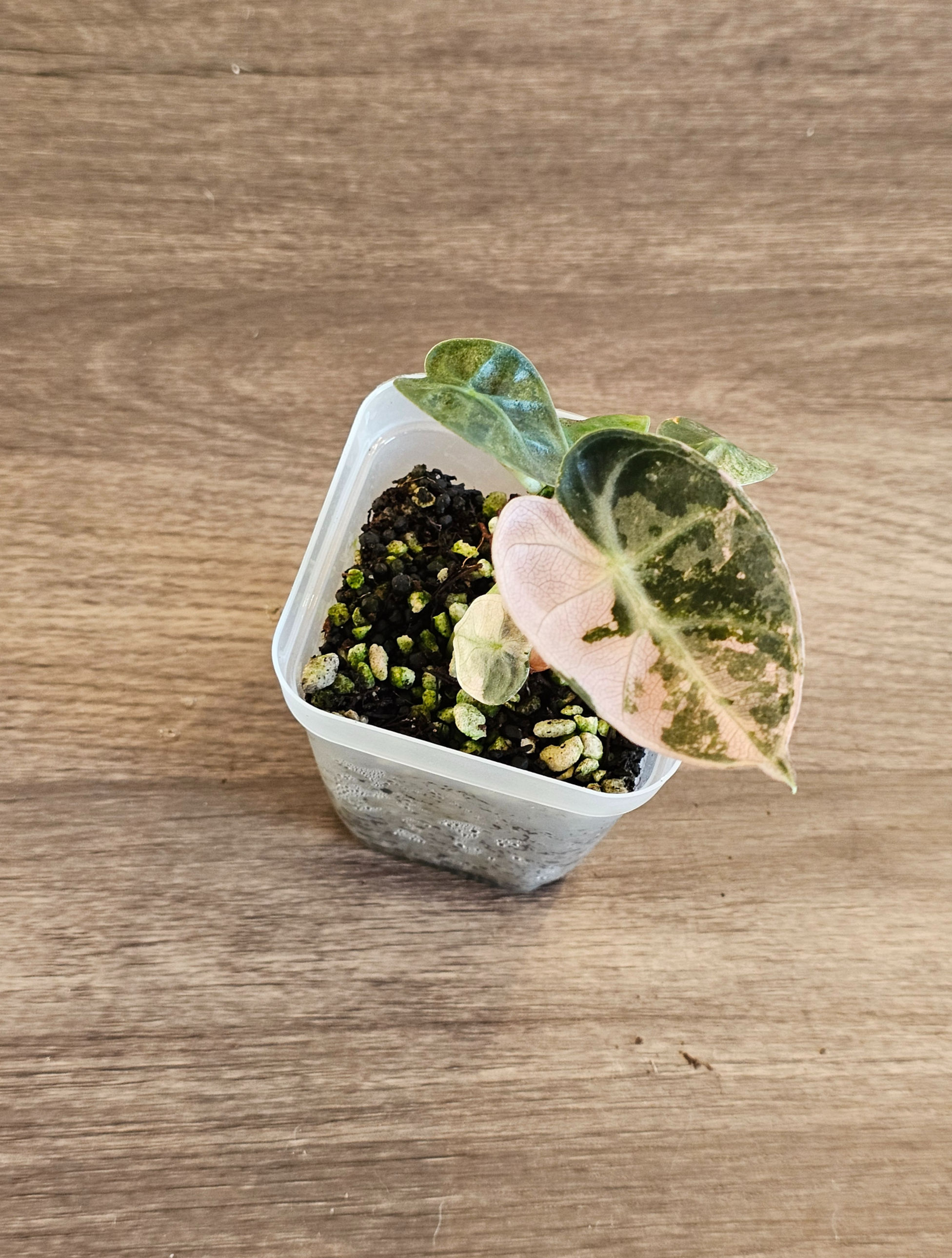Alocasia Balloon Heart Pink