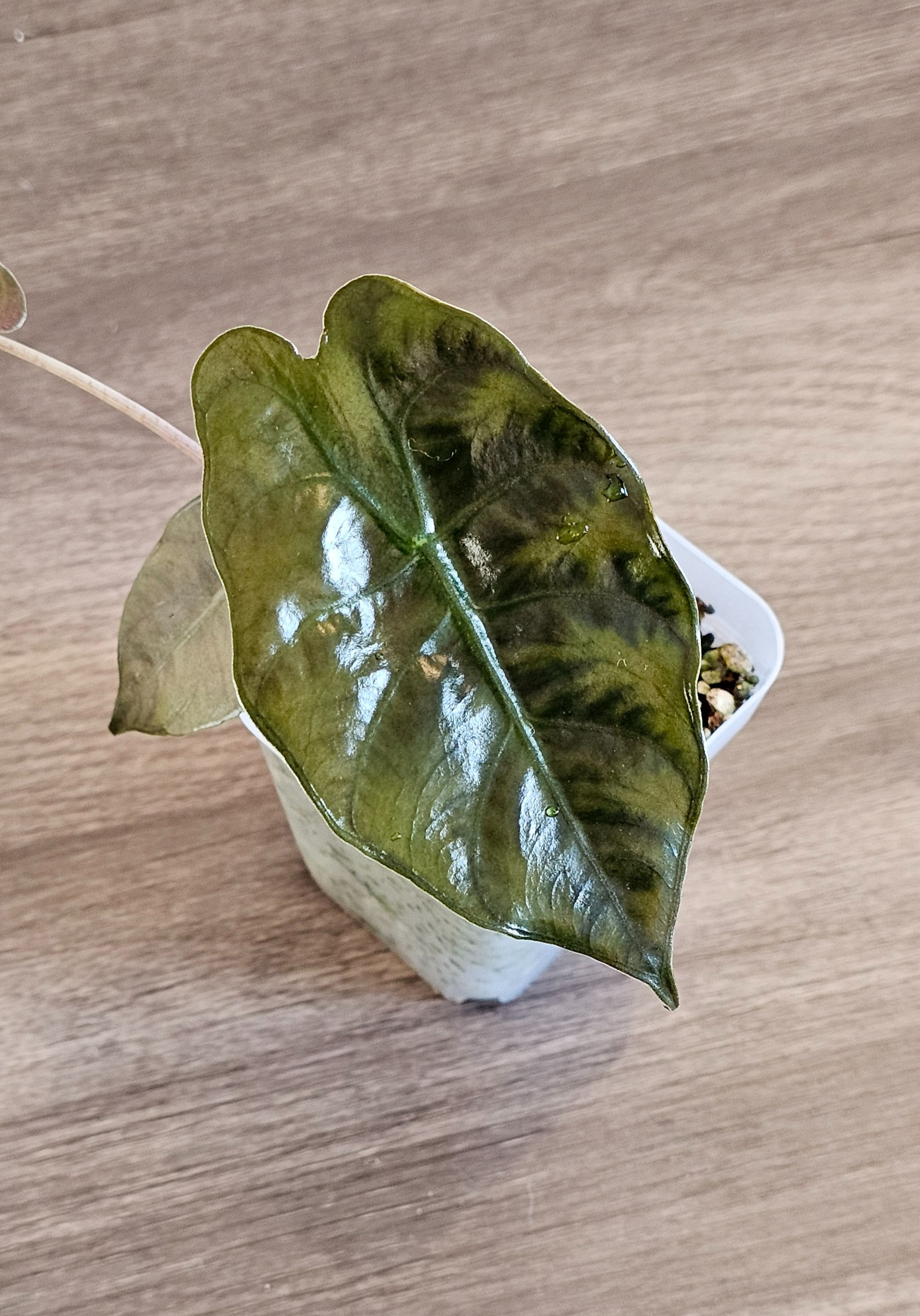 Alocasia Chantrieri