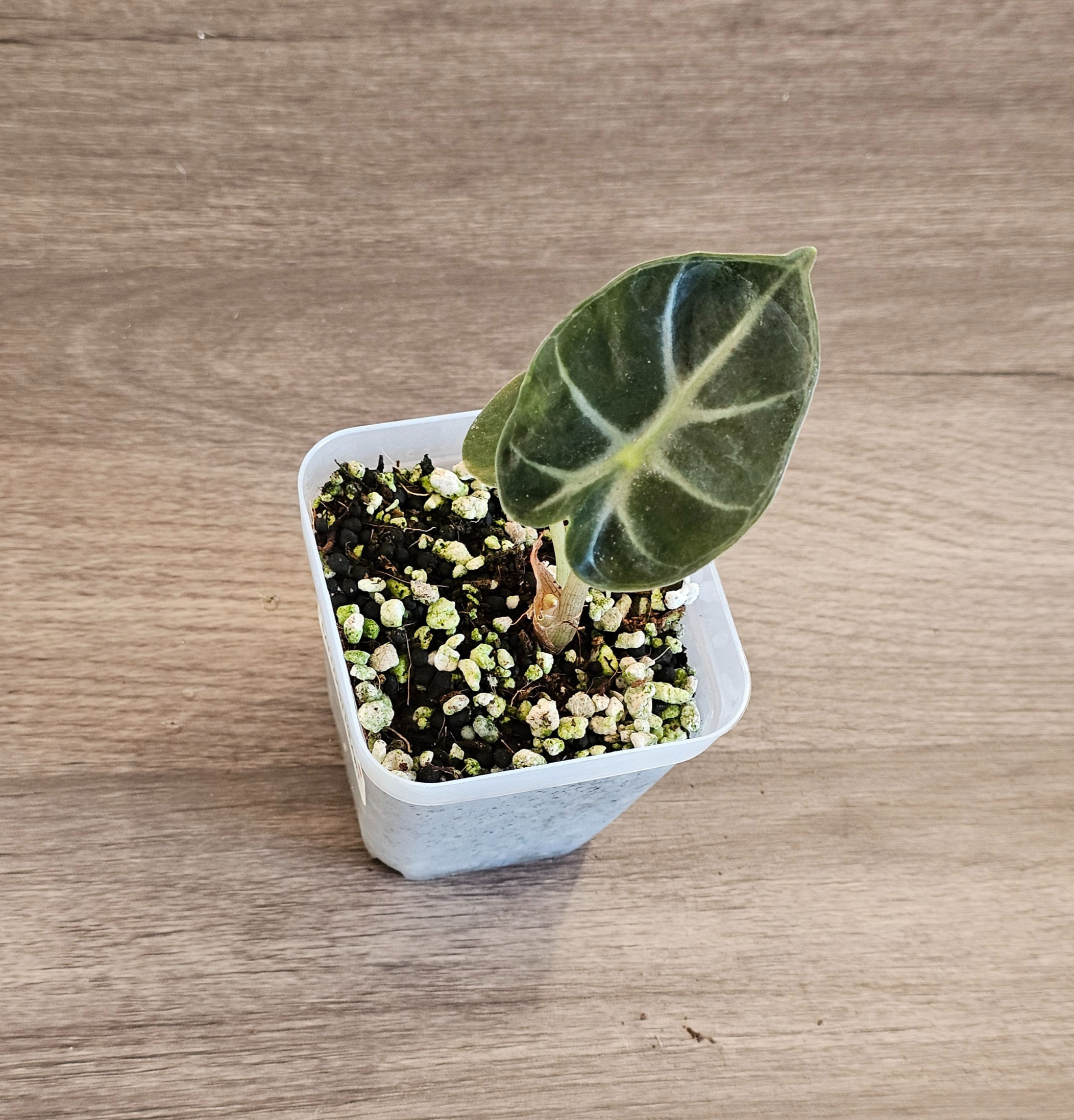 Alocasia Balloon Heart