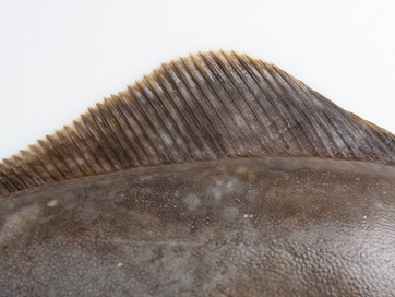 Nordic Halibut AS – Intra-group merger between Nordic Halibut and Thule Marine AS