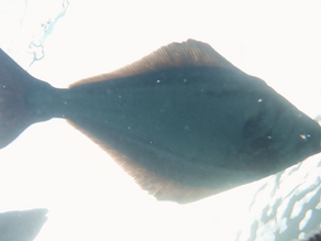 Nordic Halibut AS – Strategic acquisition of Pure Norwegian Seafood AS