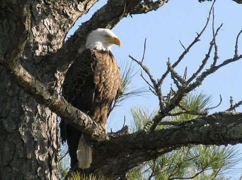 Eagle_random pics.jpg