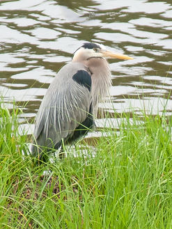Blue Heron_s.jpg