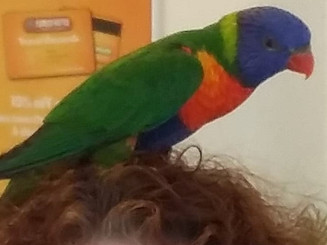 parrot on head.jpeg