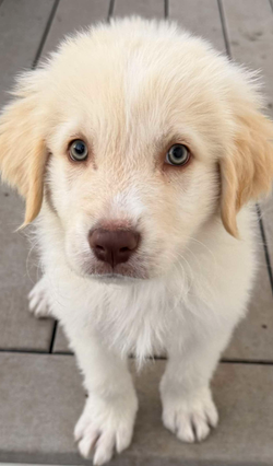 Pending Adoption: Legend (M)