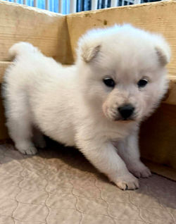 New: Windy Woofington (F)