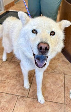 New: Walker Woofington (M)