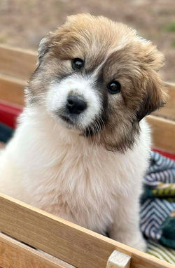 Pending Adoption: Everest (F)