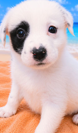 Pending Adoption: Reason (F)
