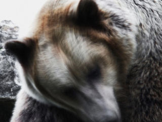 Мечката во вашиот двор