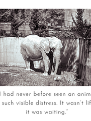 The Saddest Elephant I’ve Ever Seen’: Skopje Zoo Leaves Tourists Shocked