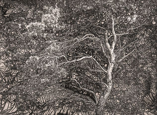 Сашо Алушевски и шумата што не сака да се претвори во слика