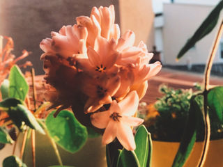 Време е да се внесат цвеќињата дома!