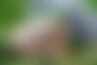 Како да ги заштитите пчеларниците од упади на мечки? (ажурирано)