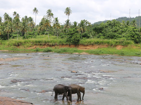 8 Days in Sri Lanka- Hikes, Adventures & More