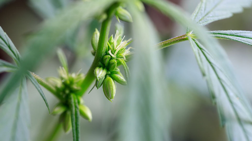 Cannabis-Pollen.jpg