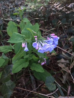 Virginia Bluebells