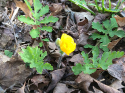 Celendine Poppy