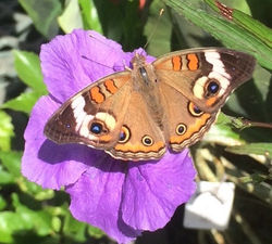Common Buckeye on a Wild Petunia