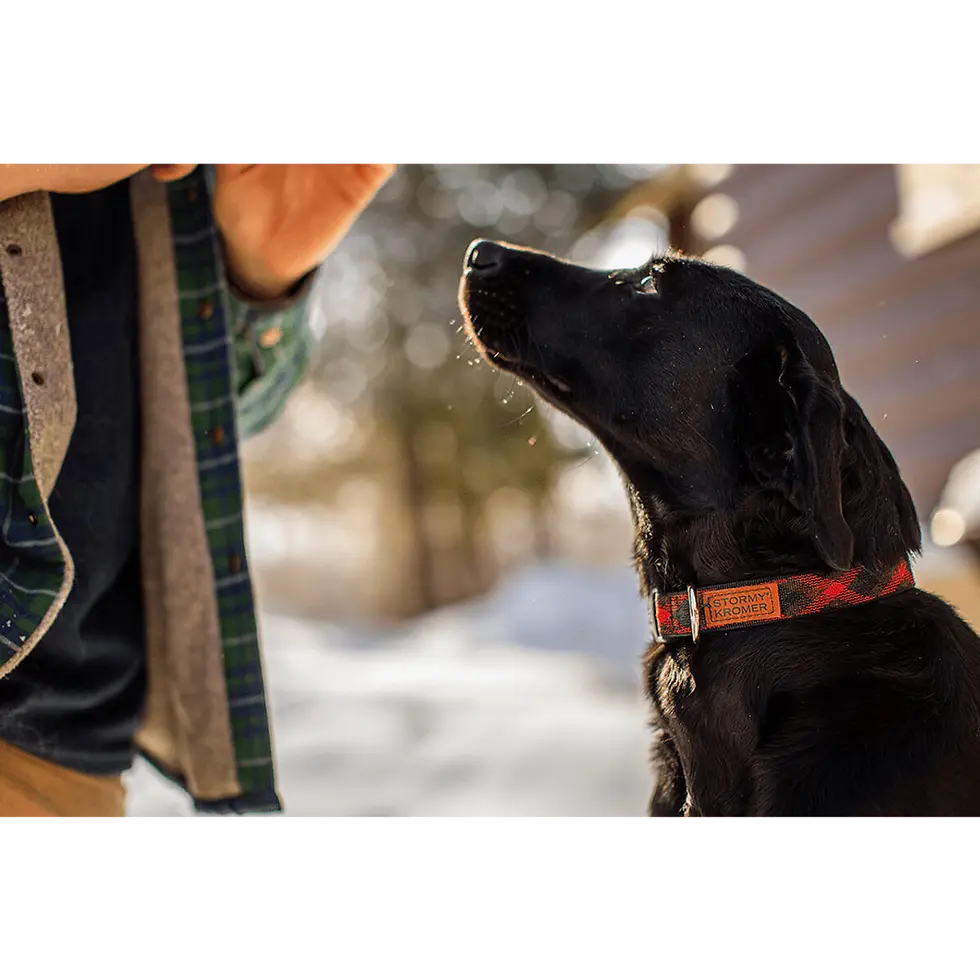 Thumbnail: The Pet Collar