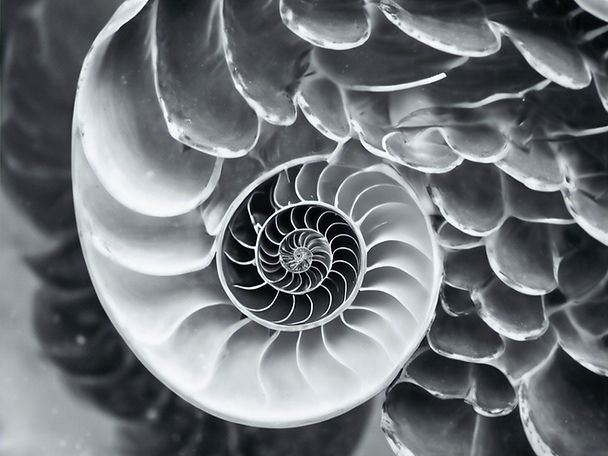 black and white nautilus_edited_edited.j