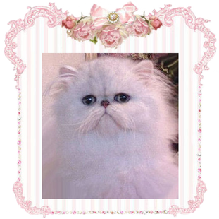 Chinchilla persians